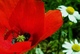 coquelicot