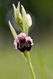 Ophris apifera 3