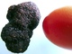 tuber melanosporum