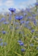 Nigelle autre nom des bleuets!!