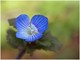 petite fleur bleue