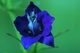 Je suis fleur bleue