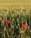 coquelicots
