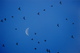 Oiseaux, ciel et lune