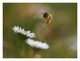 Pollen de paquerettes
