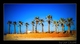 Paysage de palmiers
