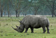 White rhino sous la pluie
