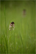 Orchis br�l� ou N�otina ustulata