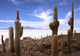Les Cactus du Salar d'Uyuni