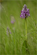 Orchis militaire ou Orchis militaris