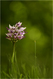 Orchis singe ou Orchis simia