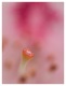 L' intimité d'un Rhododendron