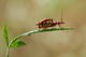 Cantharis