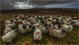 Moutons surpris en plein conciliabule...