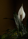 Lys de la Paix - Spathiphyllum