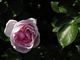 Rose I 20