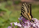 Butterfly, profile