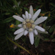 Edelweiss reine des fleurs.