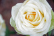 rose blanche (essai de proxy)