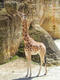 girafe