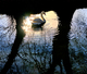 cygne le soir
