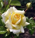 Rose I 10