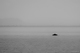 Dorsale dans la brume (Baleine � bosse)