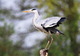 heron 