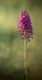 Orchid�e sauvage