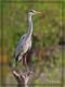 Heron 