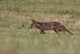 Renard en chasse 