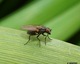 Macro d une mouche 