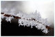 La dentelle de l'hiver...