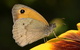 Papillon Myrtil