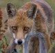 portrait de Renard  