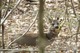 chevreuil dans les bois