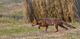 Renard en chasse 