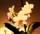 Orchid�e