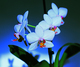 Orchid�e 2