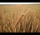 Macro d'un pi de bl