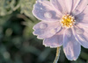 cosmos givr�