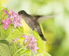 Colibri