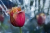 Tulipe dentelée
