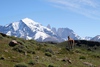 Patagonie, guanaco