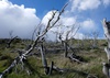 Patagonie, arbres