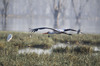Oiseau du lac Nakuru