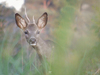 Chevreuil d'automne