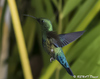 Colibri en stationnaire