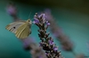 Pieris 