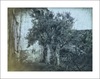 L'olivier de Collioure